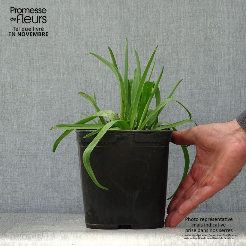 Lachenalia Rupert - Coucou du Cap Pot de 3L/4L sample as delivered in autumn