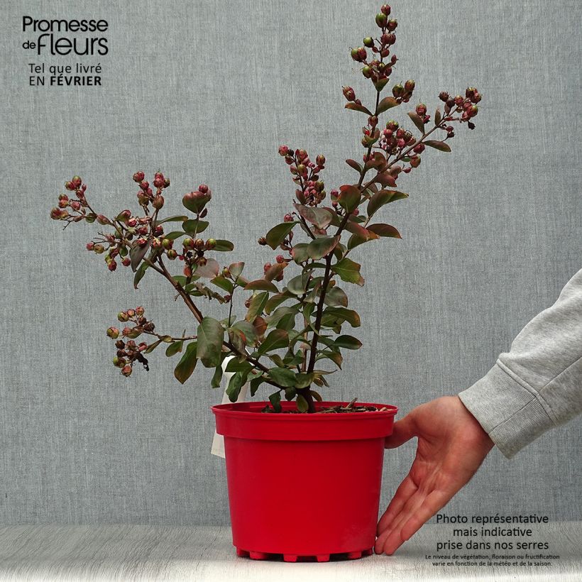 Lagerstroemia Braise d'Eté - Lilas des Indes Pot de 3L/4L sample as delivered in autumn