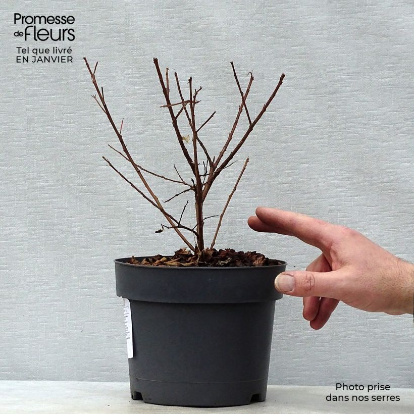 Lagerstroemia Mardi Gras - Lilas des Indes Pot de 3/4L sample as delivered in winter