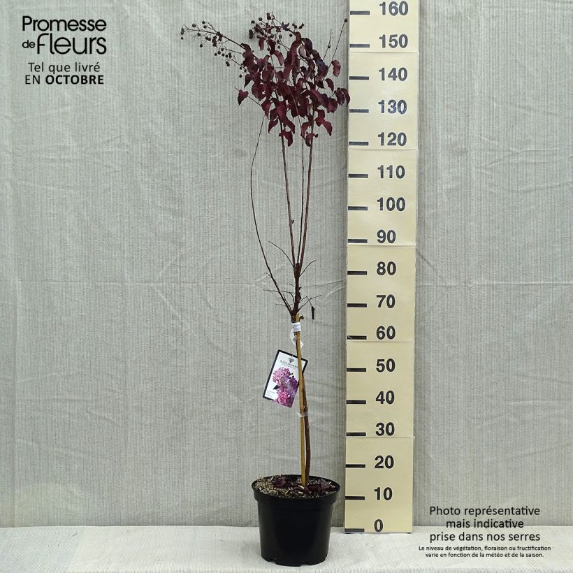 Lagerstroemia indica Black Diamond Lavender Lace - Lilas des Indes Pot de 7.5L/10L Demi-tige sample as delivered in autumn