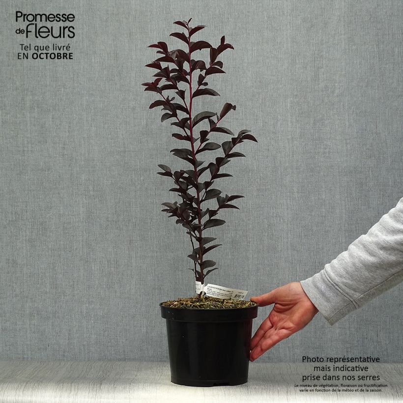 Lagerstroemia indica Black Solitaire® (Black Diamond) Blush - Lilas des Indes Pot de 3L/4L sample as delivered in autumn