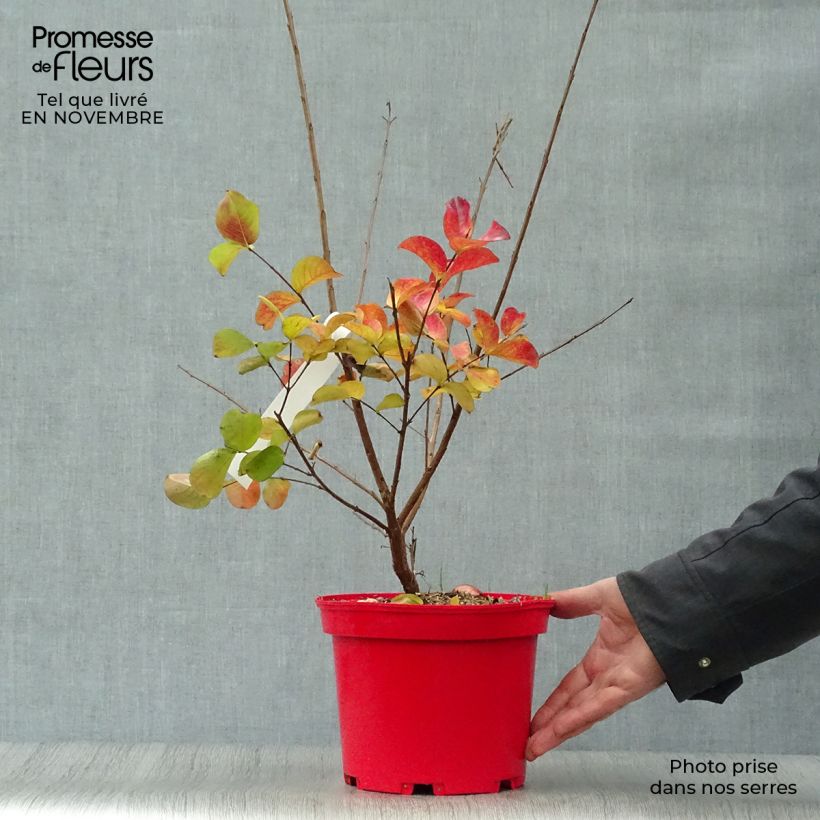 Lagerstroemia indica Dynamite en pot de 3L/4L sample as delivered in autumn