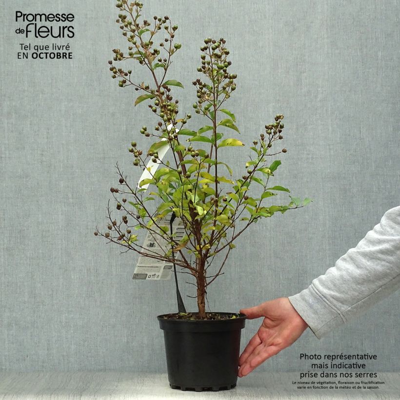 Lagerstroemia indica Grand Cru - Lilas des Indes Pot de 3L/4L sample as delivered in autumn