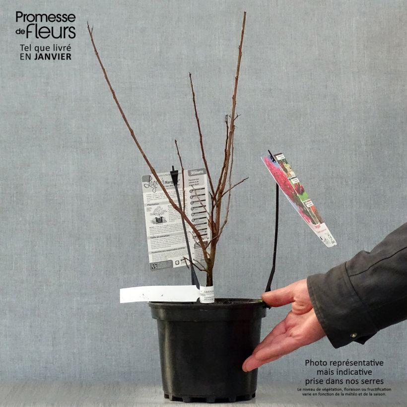 Lagerstroemia indica Margaux - Lilas des Indes Pot de 3L/4L sample as delivered in winter