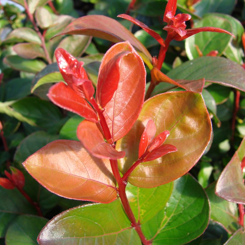 Lagerstroemia indica Purple Magic - Crape Myrtle (Foliage)