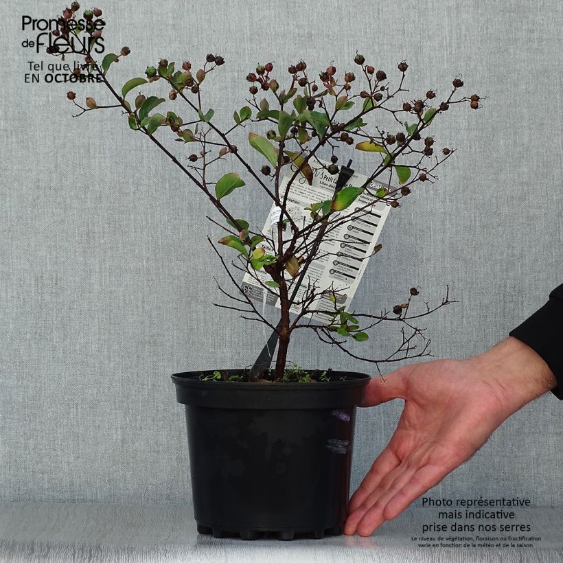 Lagerstroemia indica Petite Canaille mauve - Lilas des Indes mauve Pot de 3L/4L sample as delivered in autumn