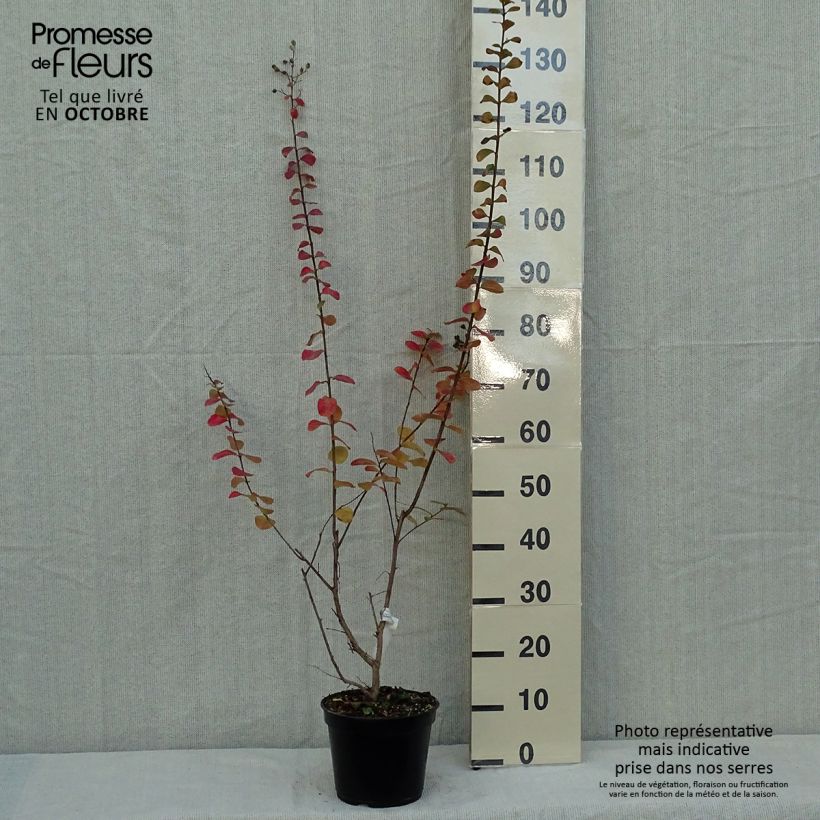 Lagerstroemia indica Rubra - Lilas des Indes Pot de 2L/3L sample as delivered in autumn