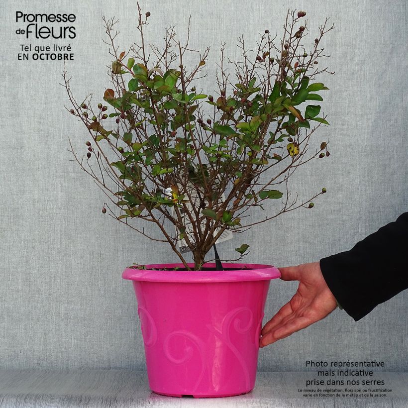 Lagerstroemia indica Terrasse Rose - Lilas des Indes Pot de 3L/4L sample as delivered in autumn