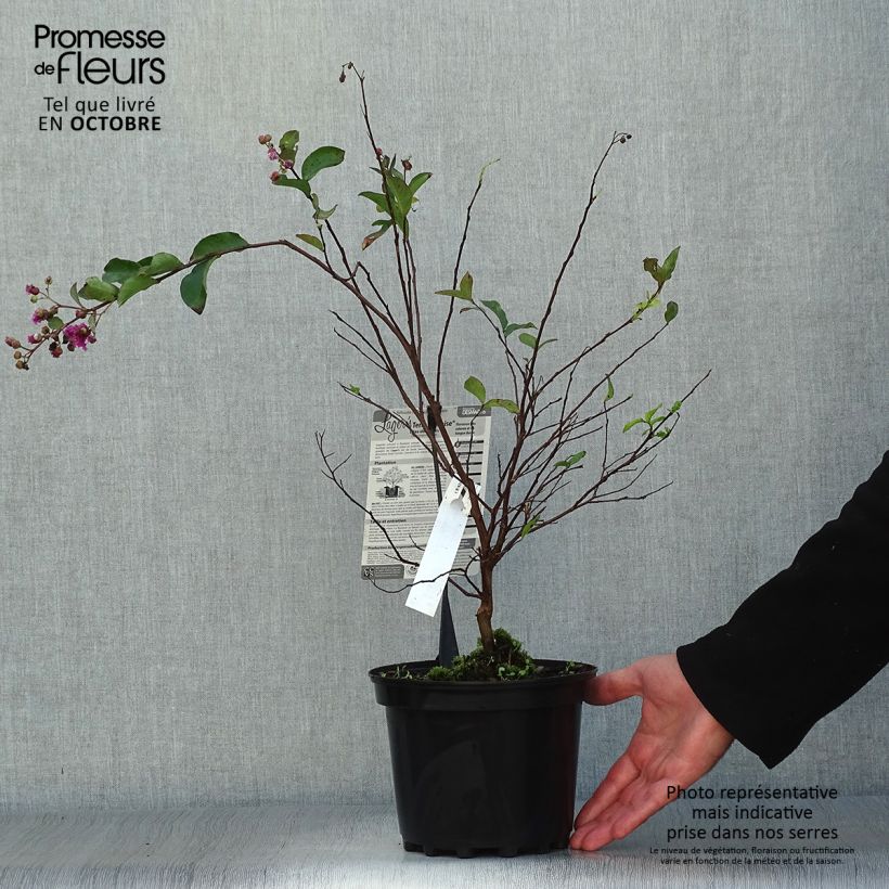 Lagerstroemia indica Terre Chinoise - Lilas des Indes	 Pot de 3L/4L sample as delivered in autumn