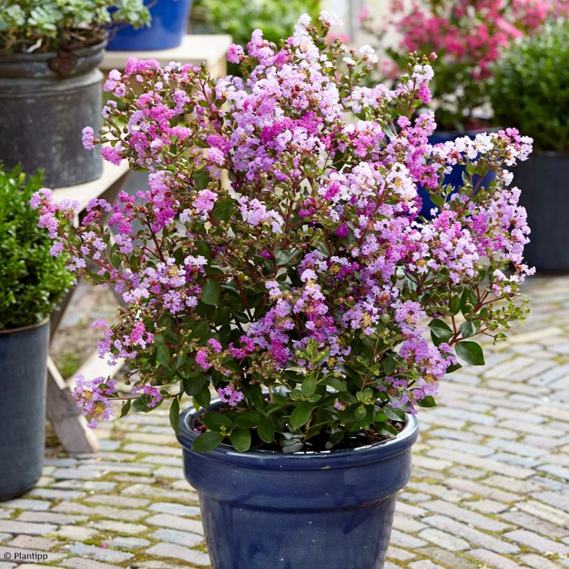 Lagerstroemia indica Eternal with Love - Crape Myrtle (Plant habit)