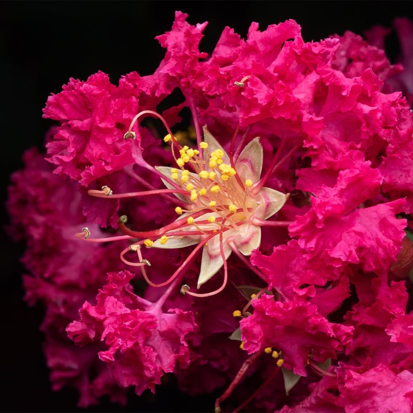 Lagerstroemia indica Rhapsody In Blue - Crape Myrtle (Flowering)