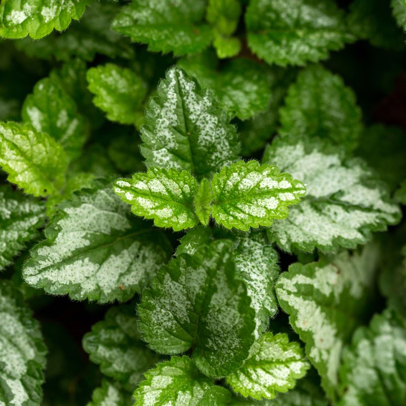 Lamium galeobdolon - Yellow Deadnettle (Foliage)