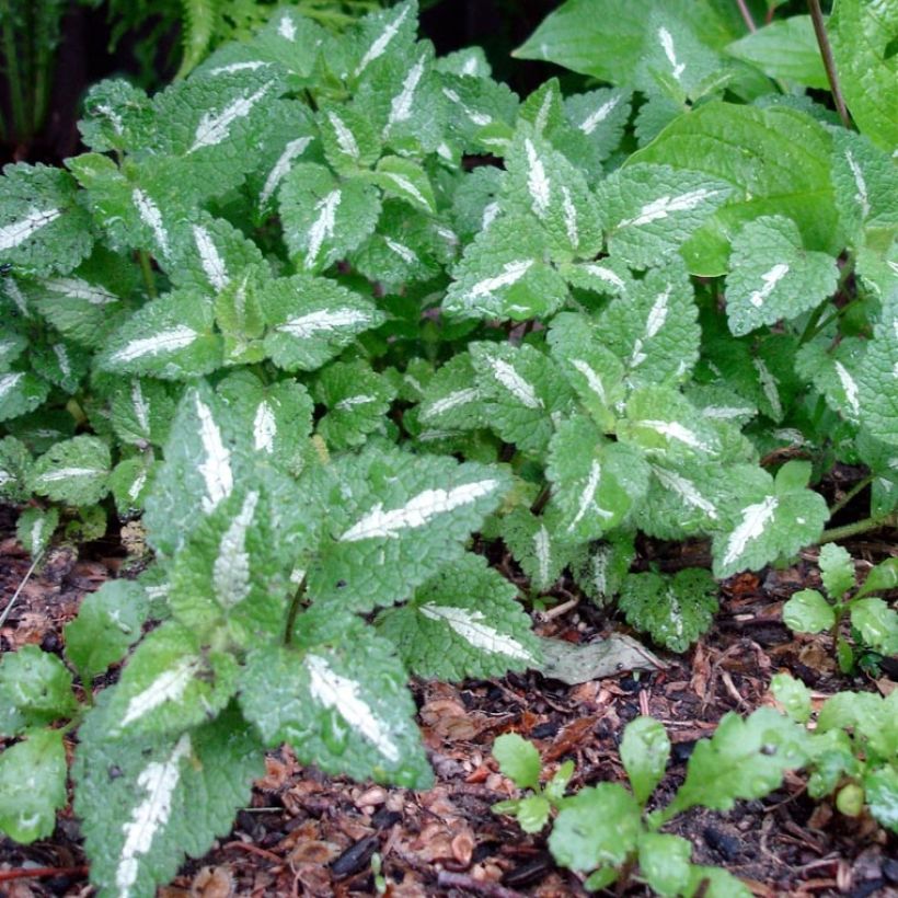 Lamium maculatum Chequers - Spotted Deadnettle (Foliage)