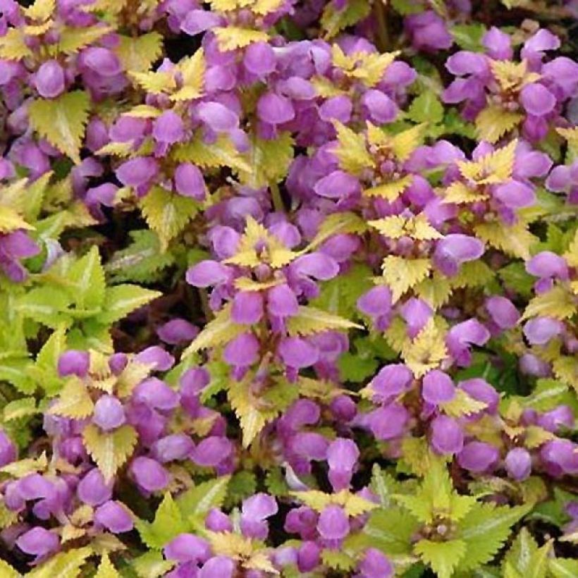 Lamium maculatum Golden Nuggets - Spotted Deadnettle (Foliage)