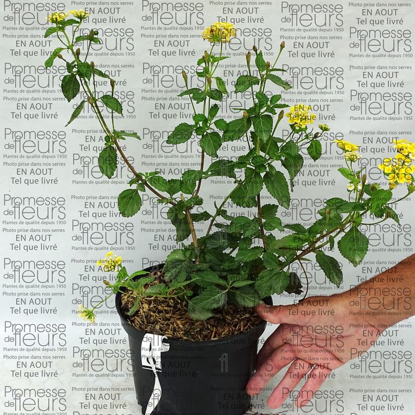 Example of Lantana Sunny Side Up Pot de 2L/3L specimen as delivered