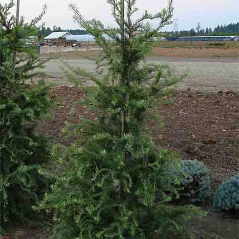 Larix kaempferi Diana - Larch (Plant habit)