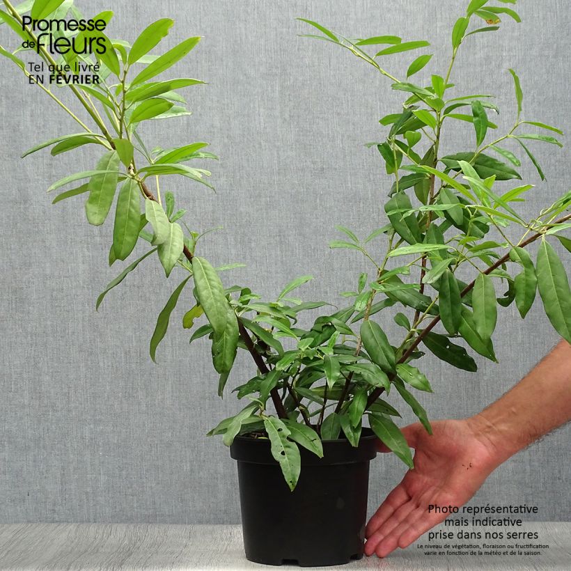 Laurier Cerise Zabeliana - Prunus laurocerasus en pot de 4L/5L sample as delivered in autumn