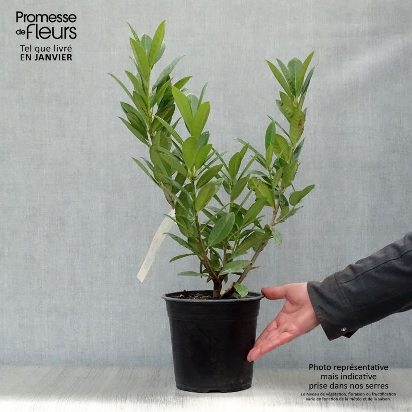 Laurier cerise - Prunus laurocerasus Greentorch Pot de 3L/4L sample as delivered in winter