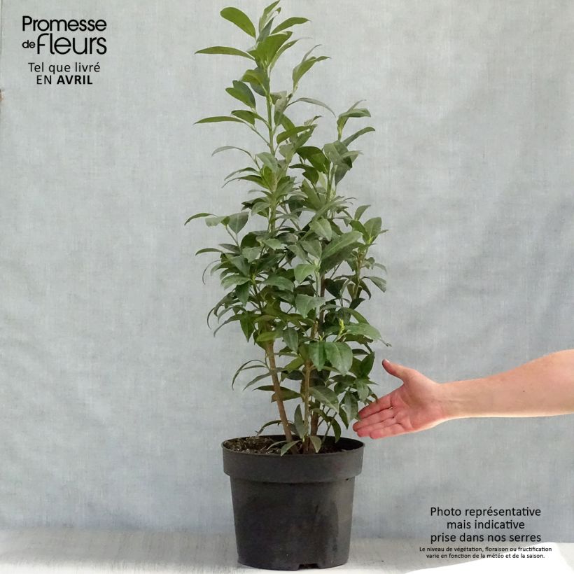 Laurier cerise - Prunus laurocerasus Herbergii 80/100 cm en pot de 10L sample as delivered in spring