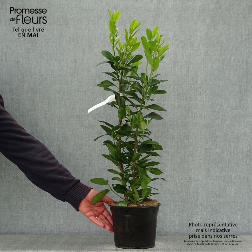 Prunus laurocerasus Obelisk - Cherry Laurel 2L/3L potShipped height around 40/50cm sample as delivered in spring