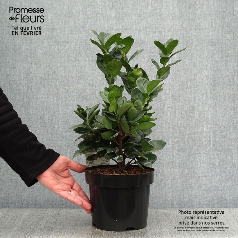 Laurier cerise nain - Prunus Laurocerasus Miniredia Pot de 2L/3L sample as delivered in winter