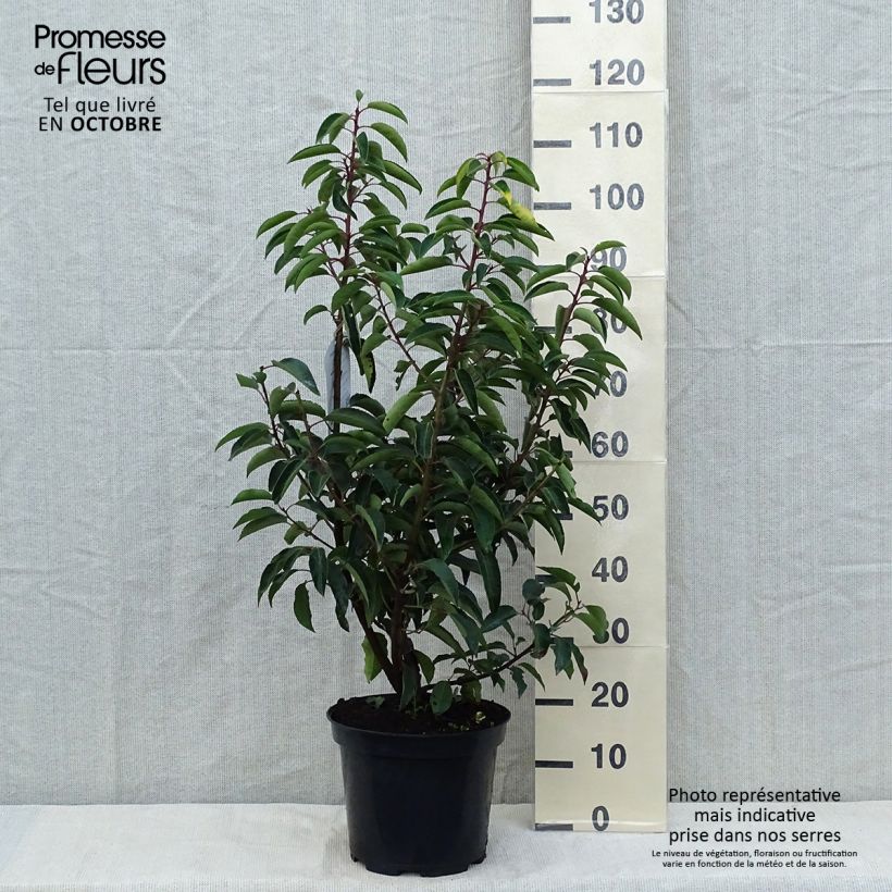 Prunus lusitanica - Portuguese Laurel sample as delivered in autumn