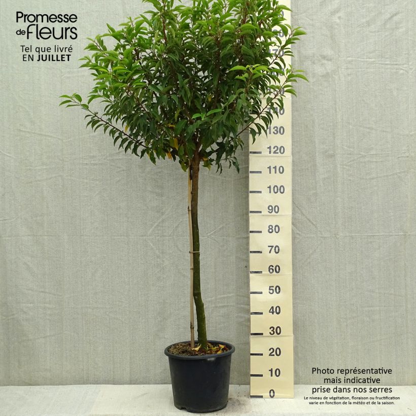 Prunus lusitanica Myrtifolia sample as delivered in summer