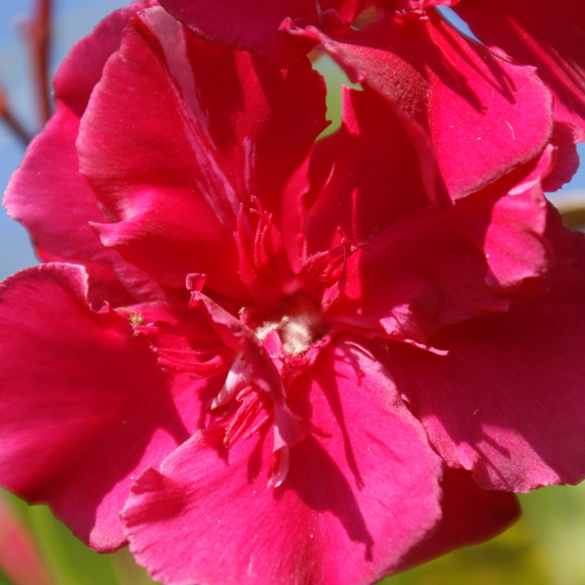 Nerium oleander Commandant Barthélemy - Rose Bay (Flowering)