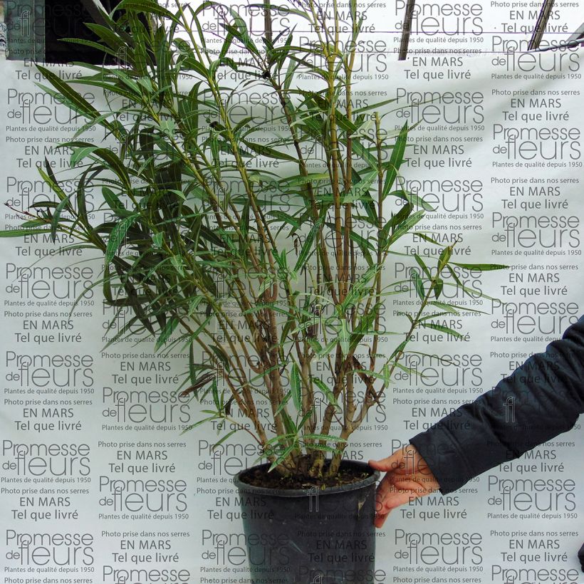 Example of Laurier rose - Nerium oleander rouge simple en pot de 7L specimen as delivered