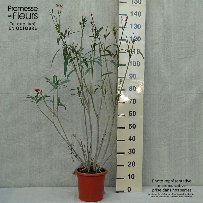 Laurier rose double Roseum Plenum - Nerium oleander en pot de 7,5L/10L sample as delivered in autumn