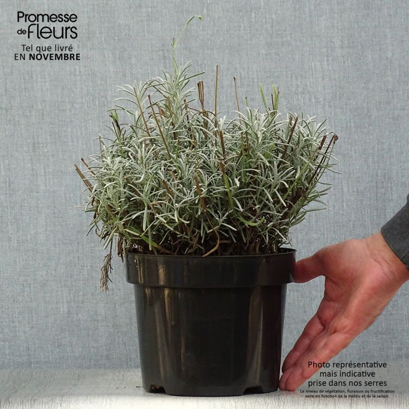 Lavandula intermedia Phenomenal - Lavandin sample as delivered in autumn