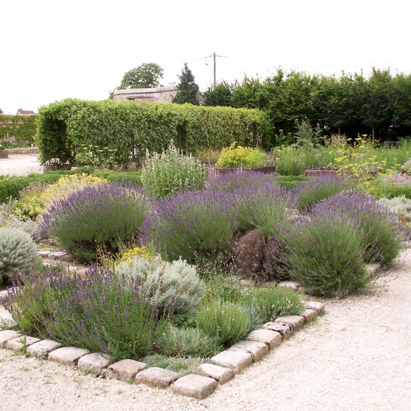 Lavandula officinalis (Plant habit)