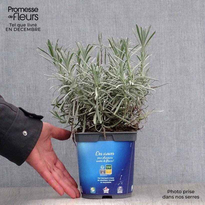 Lavande hybride, Lavandin - Lavandula intermedia Grosso en pot de 2 litres sample as delivered in winter