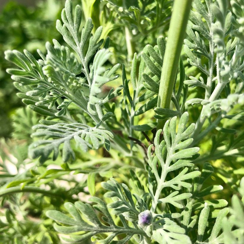 Lavandula pinnata var. pinnata - Lavender (Foliage)