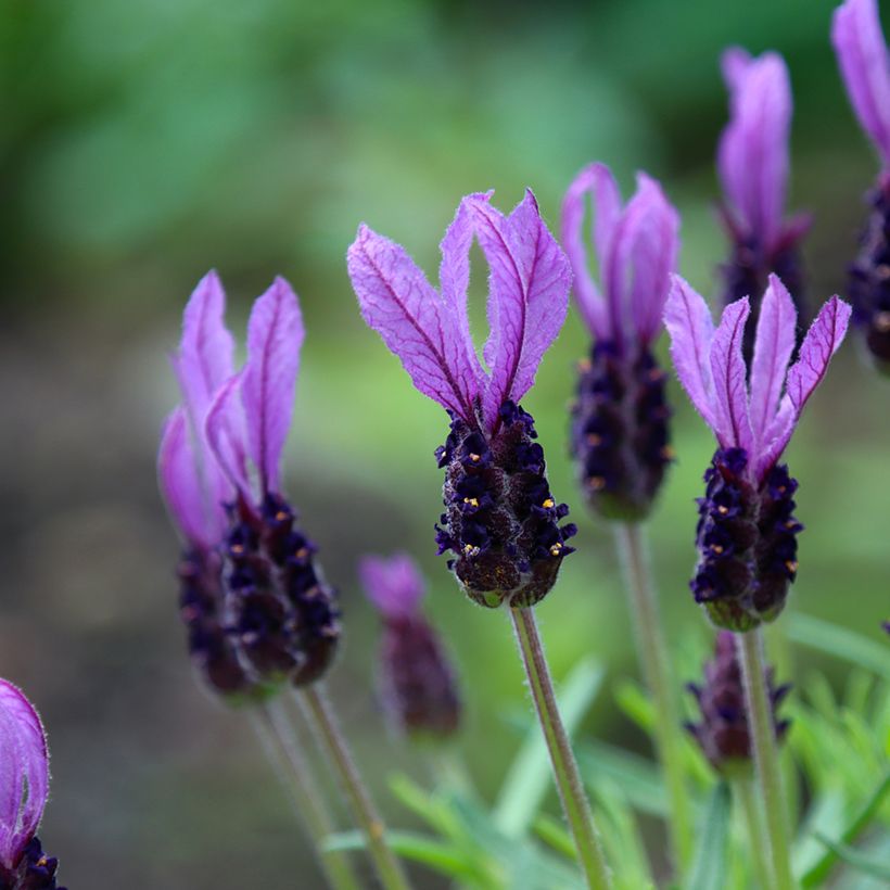 Lavandula stoechas Madrid Purple - French Lavender (Flowering)