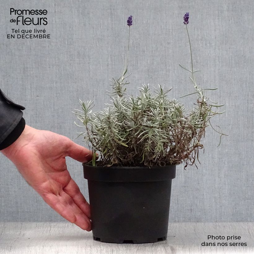 Lavande vraie - Lavandula angustifolia Hidcote en pot de 1.5L/2L sample as delivered in winter