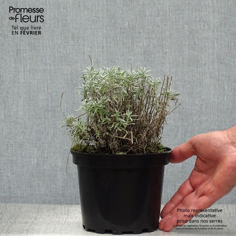 Lavande vraie - Lavandula angustifolia Hidcote en pot de 1.5L/2L sample as delivered in autumn