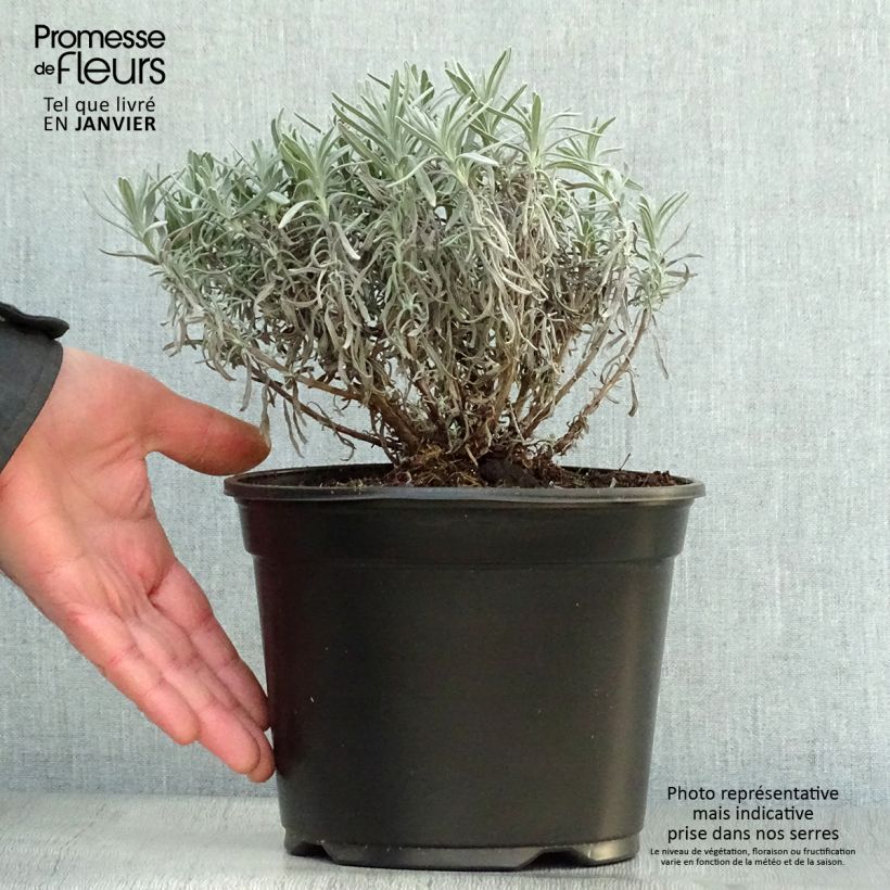 Lavande vraie - Lavandula angustifolia Hidcote en pot de 3L/4L sample as delivered in winter