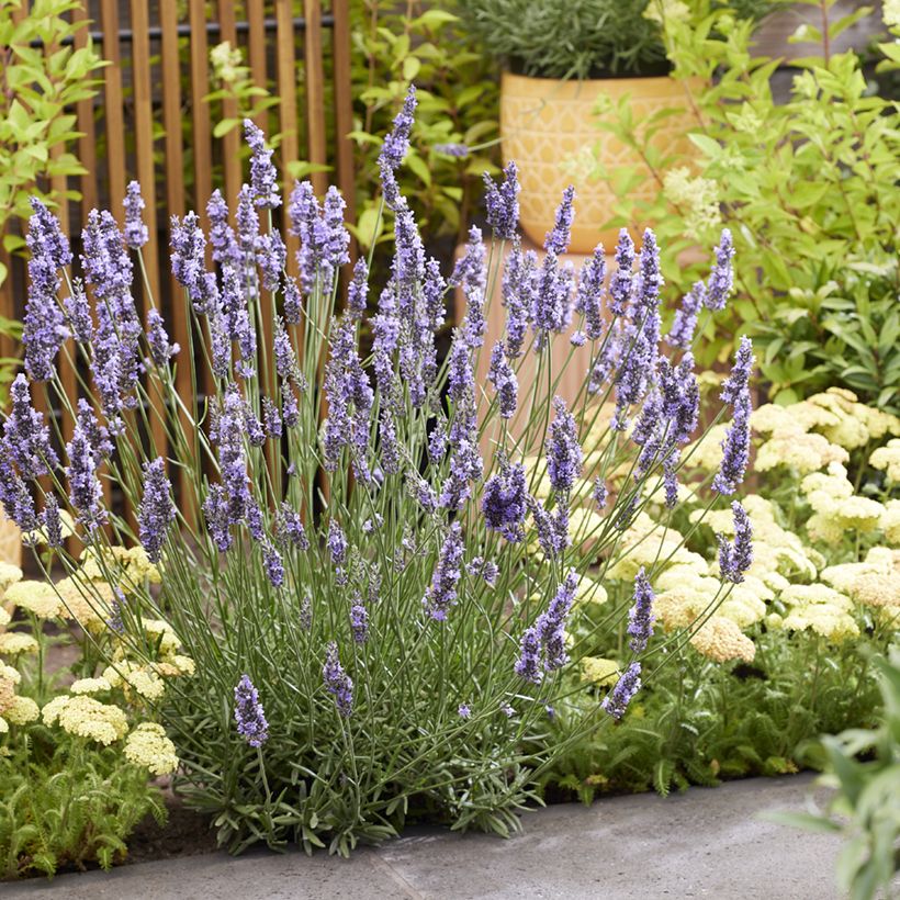 Lavandula intermedia Sensational (Plant habit)