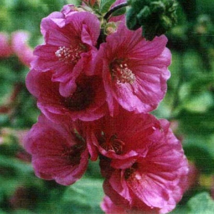 Lavatera Red Rum - Tree Mallow (Flowering)