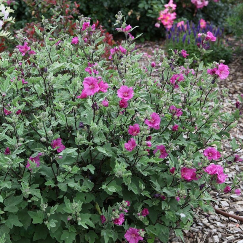 Lavatera Red Rum - Tree Mallow (Plant habit)