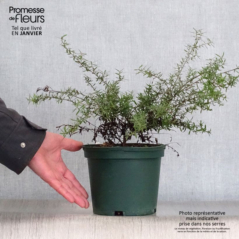 Leptospermum scoparium Blanc Pot de 2L/3L sample as delivered in winter