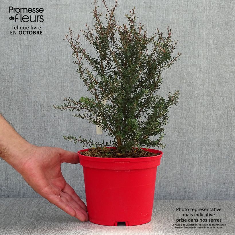 Leptospermum scoparium Red damask - Arbre à thé Pot de 3L/4L sample as delivered in autumn