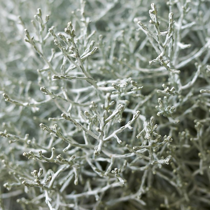 Leucophyta brownii  - Cushion Bush (Foliage)