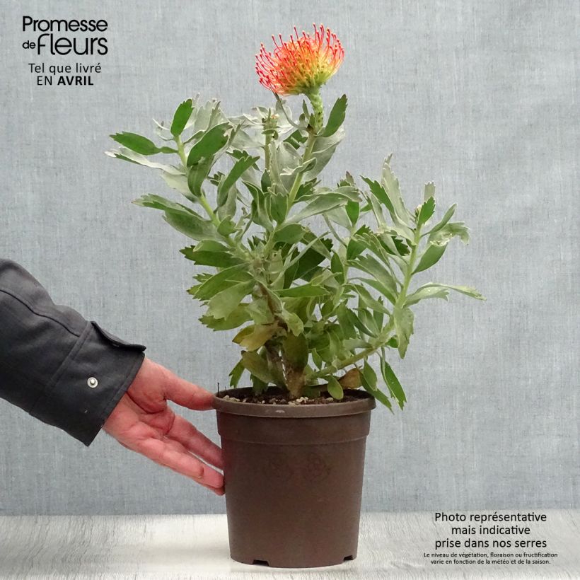 Leucospermum Carnival Red - Pelote d'épingles Pot de 2L/3L sample as delivered in winter