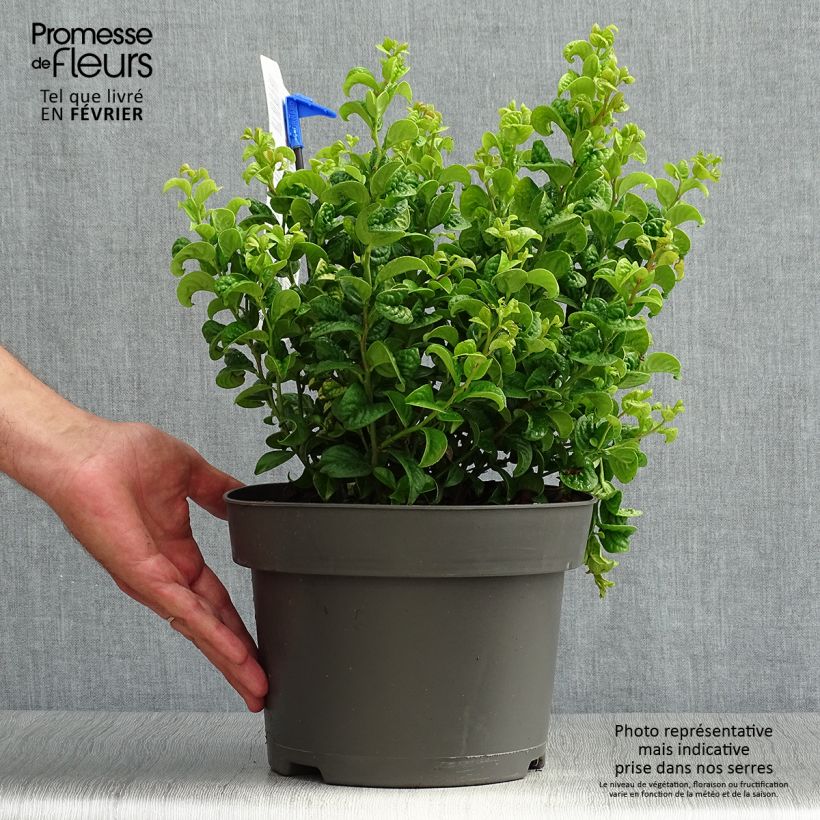 Leucothoe axillaris Curly Gold Pot de2L/3L sample as delivered in autumn