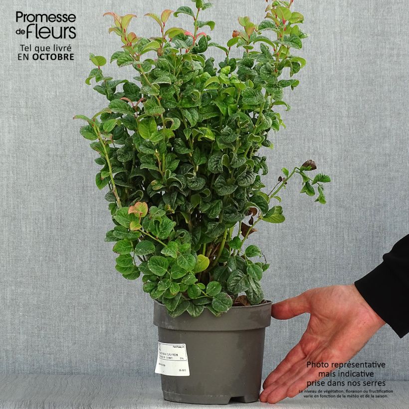 Leucothoe axillaris Curly Red en pot de 2L/3L sample as delivered in autumn