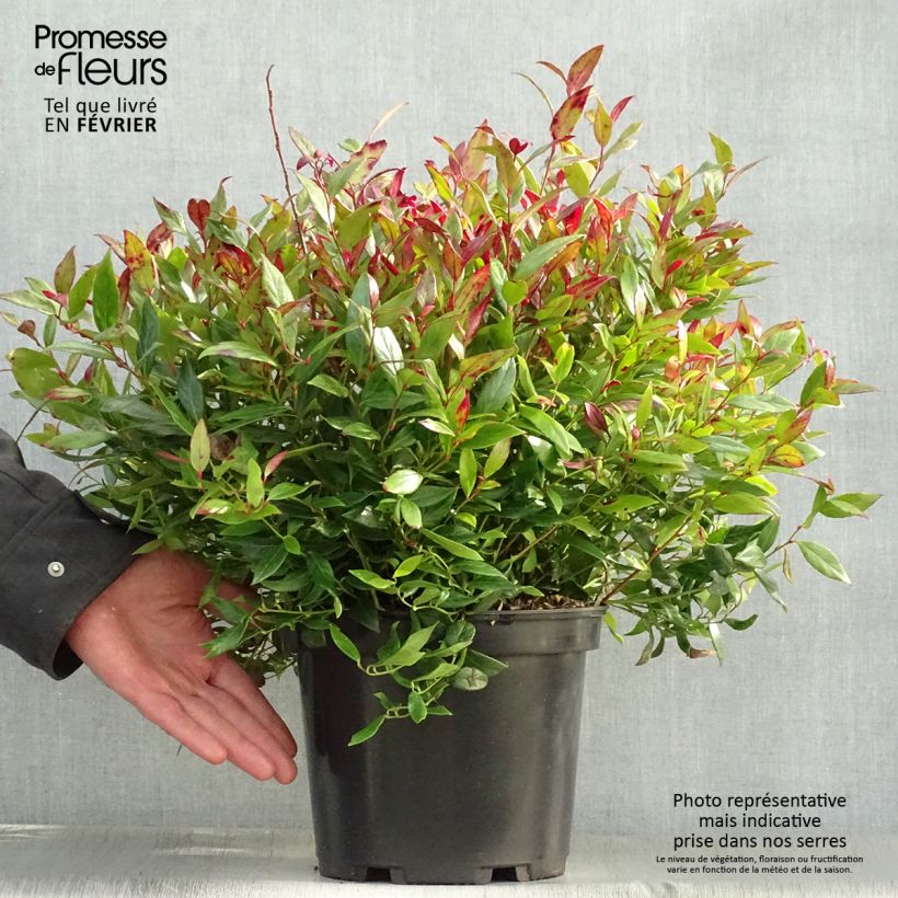 Leucothoe fontanesiana Little Flames Pot de 4L/5L sample as delivered in winter