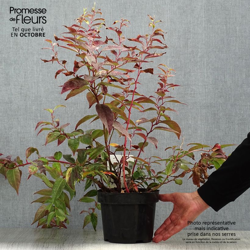 Leucothoe fontanesiana Rainbow en pot de 2/3L sample as delivered in autumn