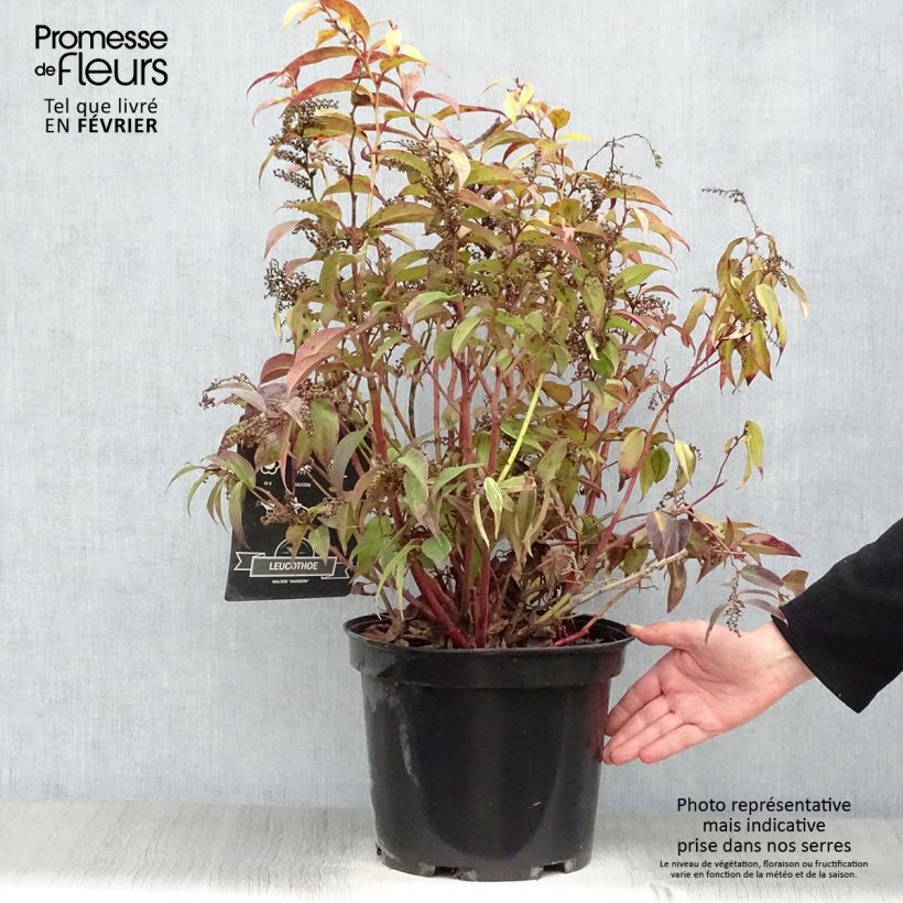 Leucothoe fontanesiana Rainbow en pot de 7,5L/10L sample as delivered in winter